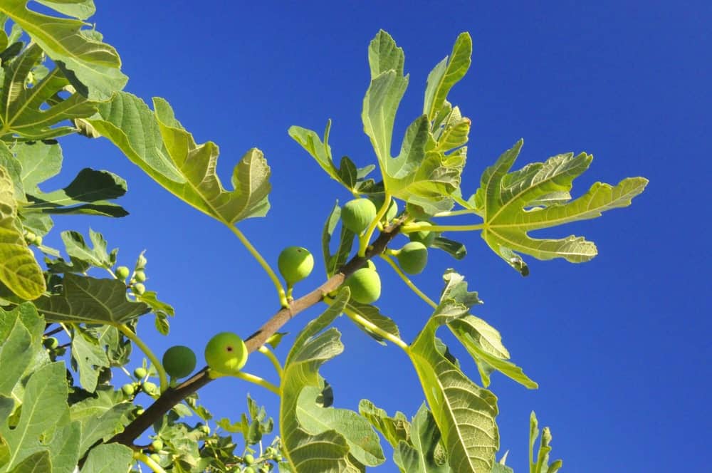 Adriatic Fig Tree with fruits