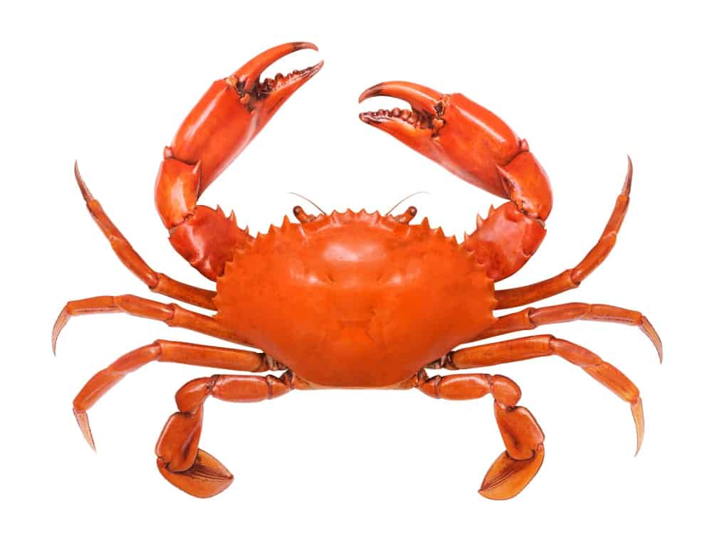 Bairdi Crab