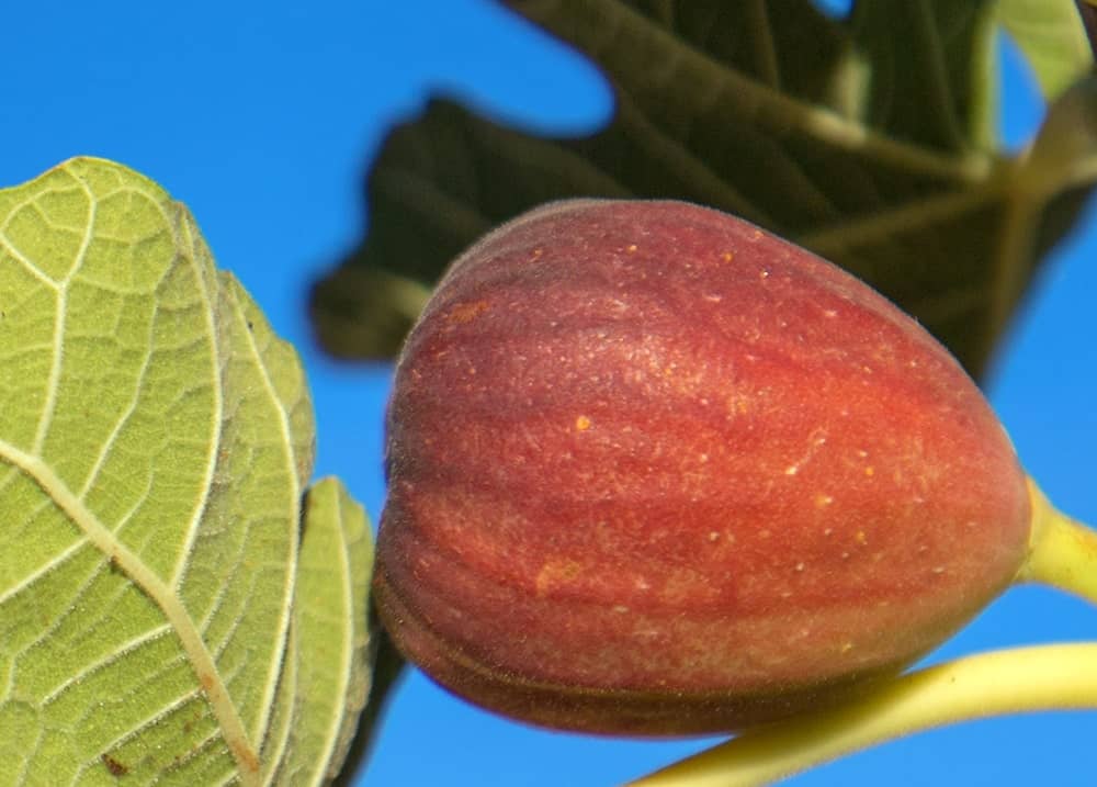 11 Different Types Of Fig Trees Plus Interesting Facts 11-different-types-of-fig-trees-plus-interesting-facts