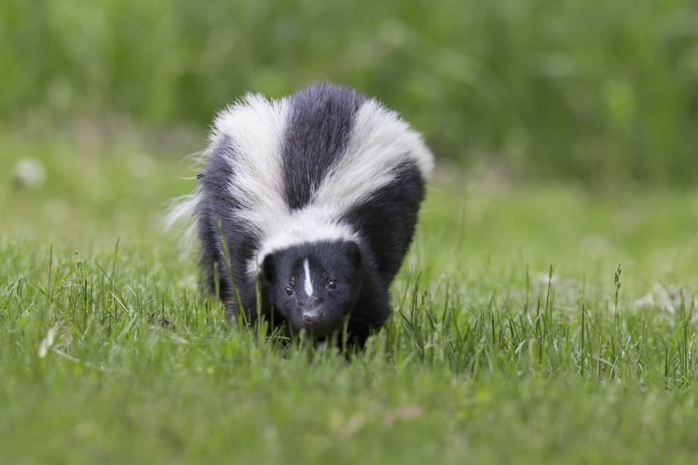 5 Different Types of Skunks