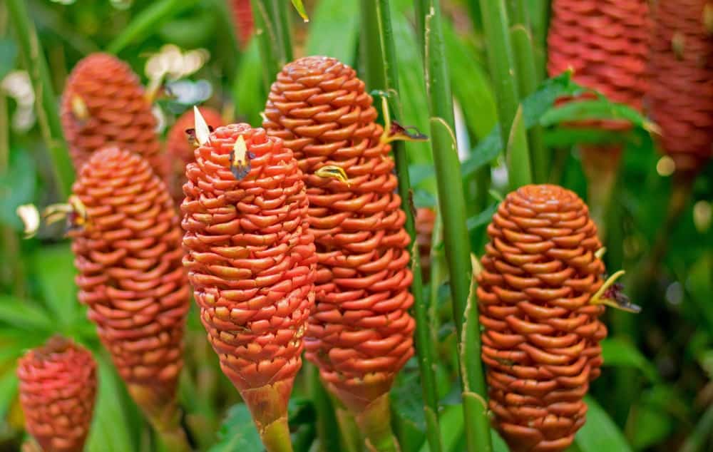 16 Different Types of Ginger Do You Know Them All?