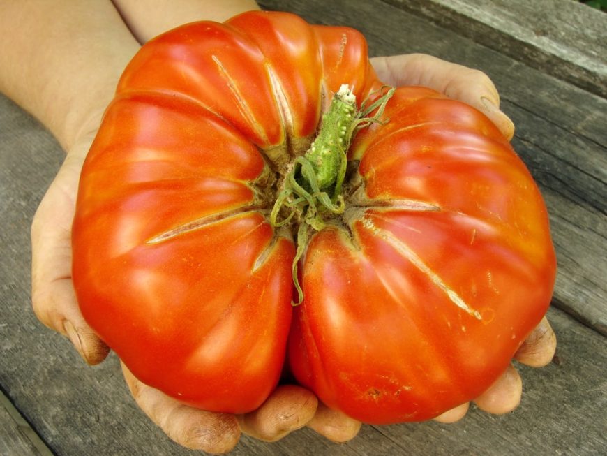 Big Beef Tomato