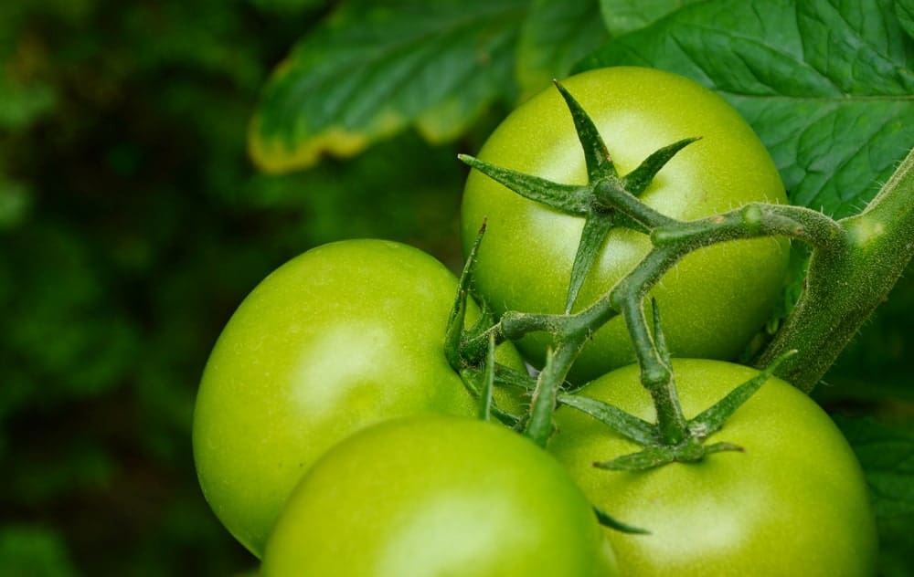 Carmello Tomatoes