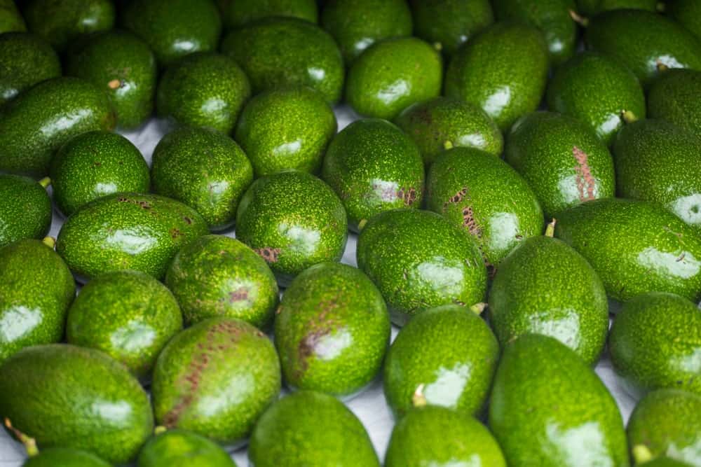 Choquette Avocados