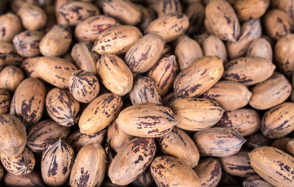 12 Different Types of Pecans