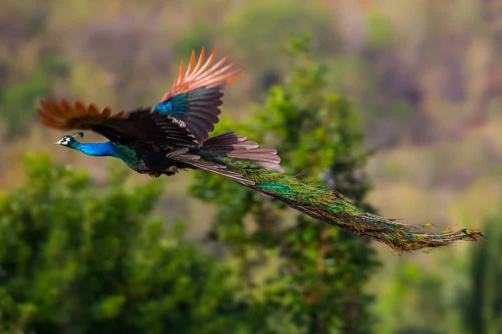 Peacock flying in the air.