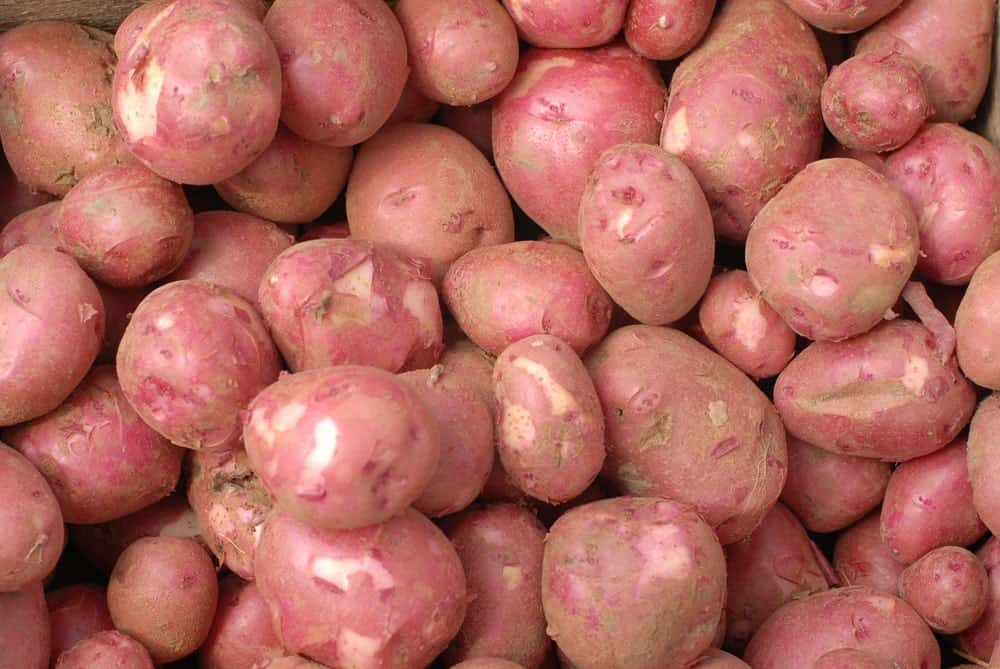 19 Different Types of Potatoes