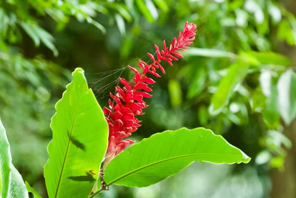 Red Ginger