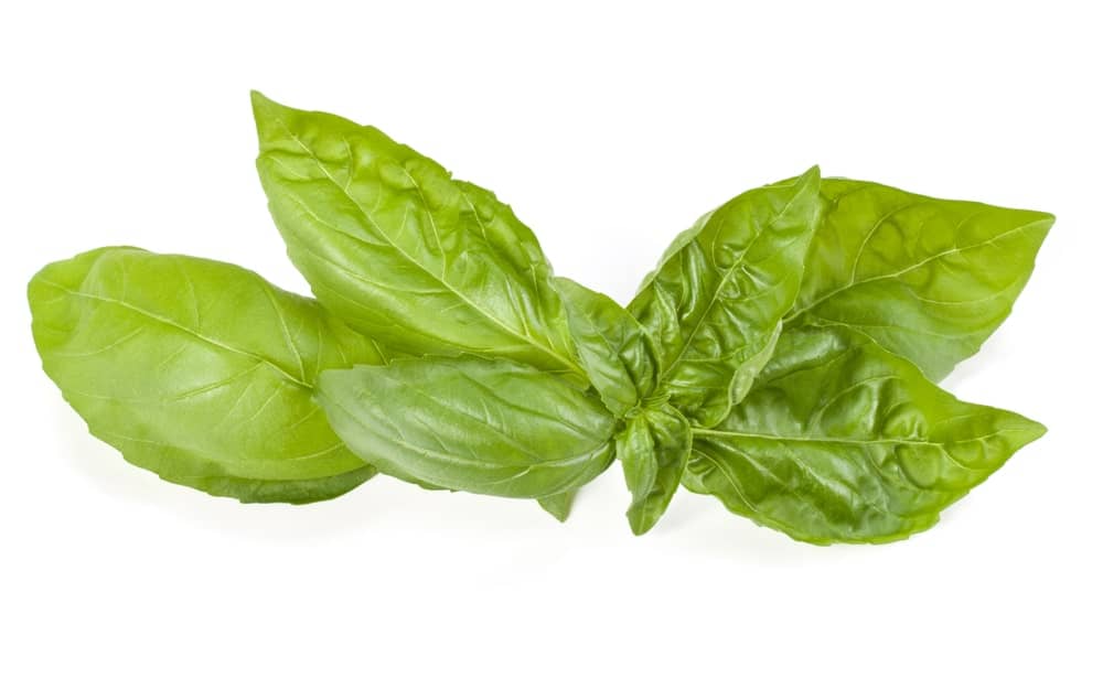 Sweet Basil