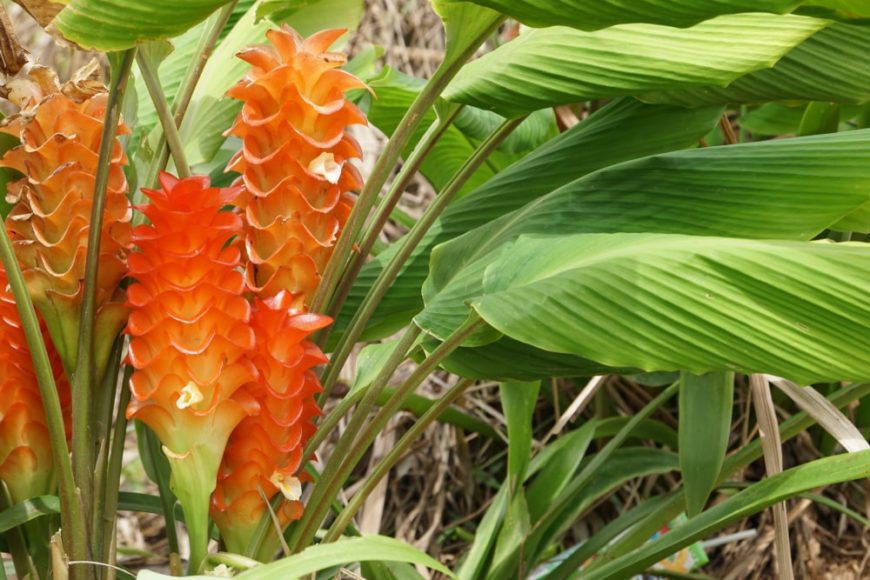 16 Different Types of Ginger Do You Know Them All?