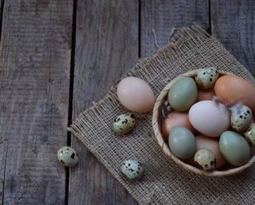 Delicious bird eggs you can eat