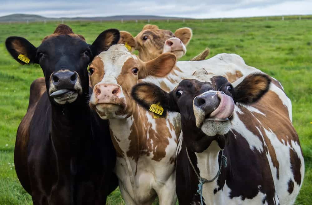 20 Different Types of Cows from Around the World (Chart)