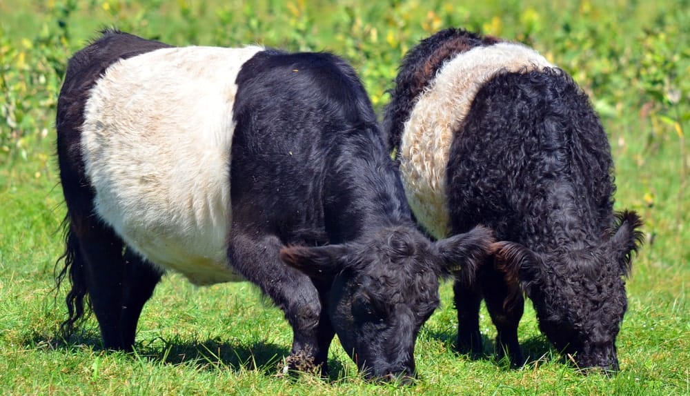 Belted Galloway cows
