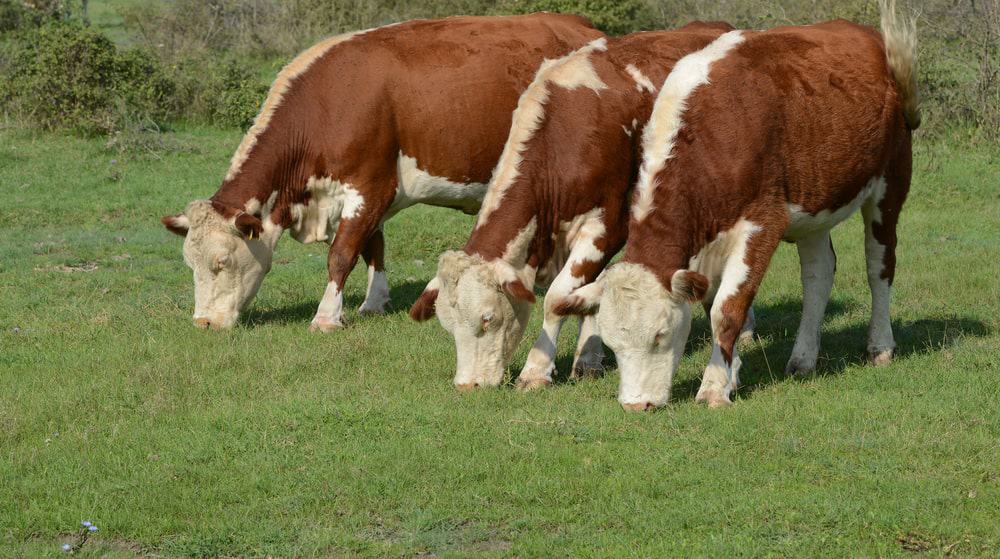 Hereford cows grazing