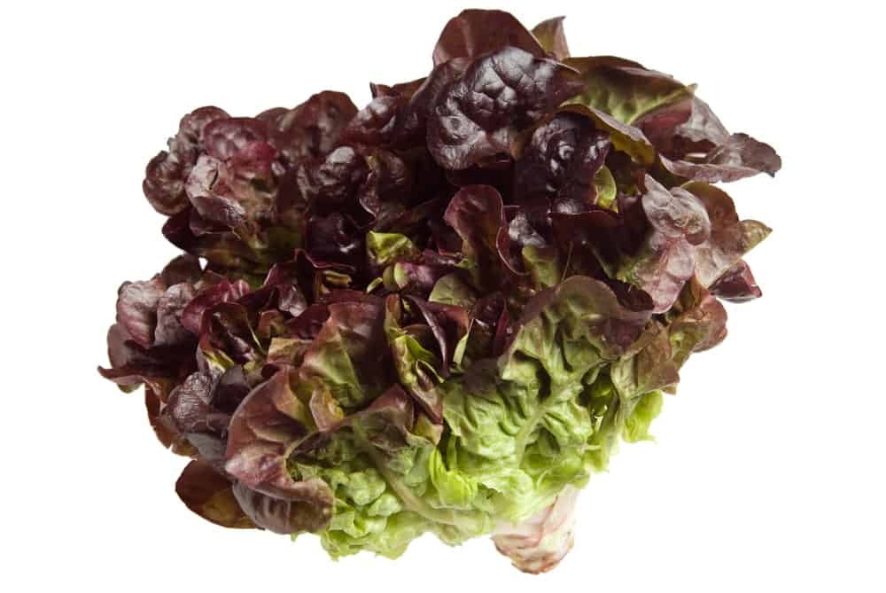 Oak leaf lettuce