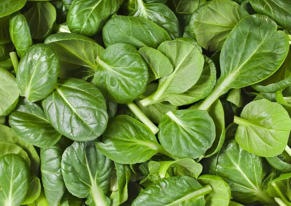 Fresh tatsoi