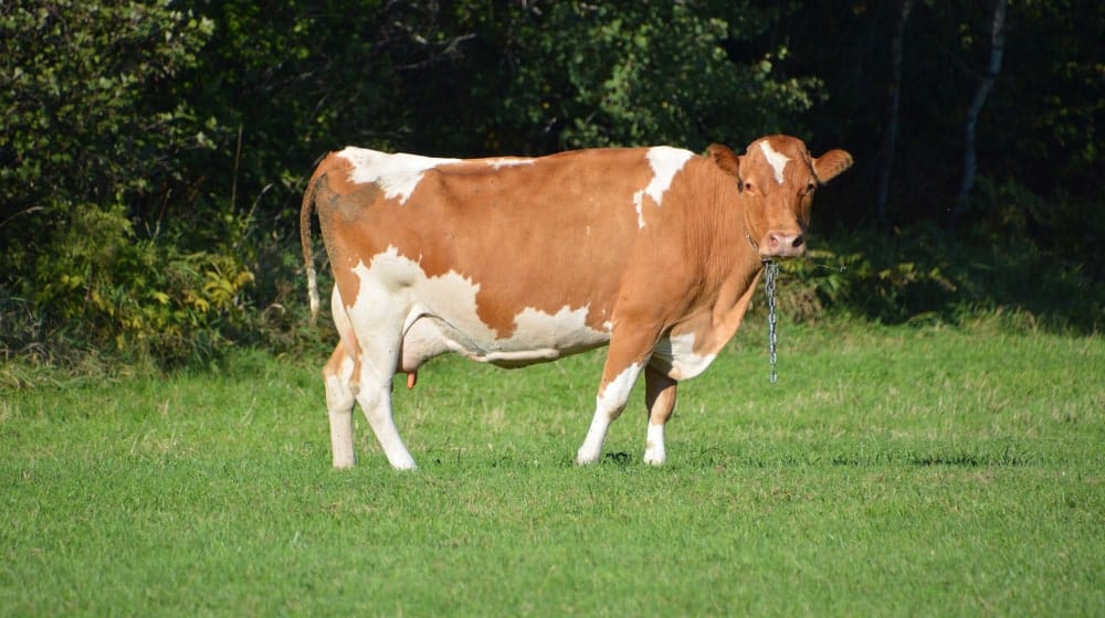 Simmental cow standing