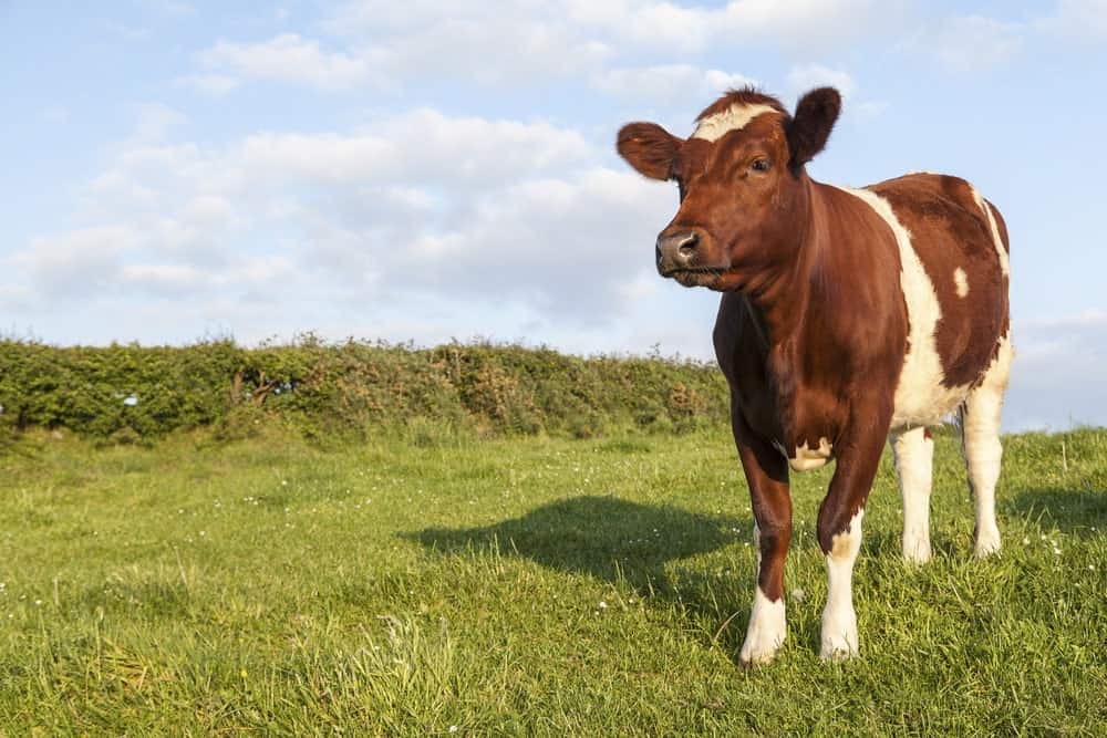 An Ayrshire cow