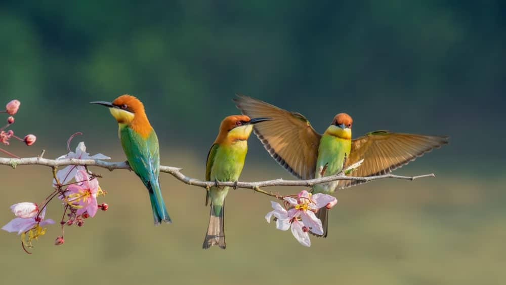 Three Chestnut Headed Bee-Eaters