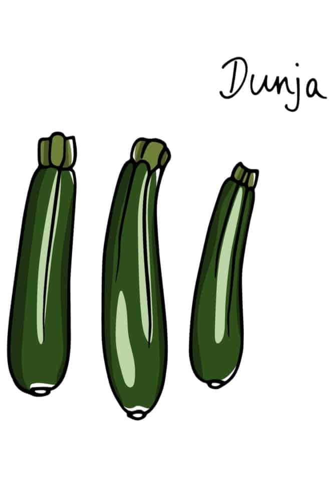 An Illustration of Dunja Zucchini