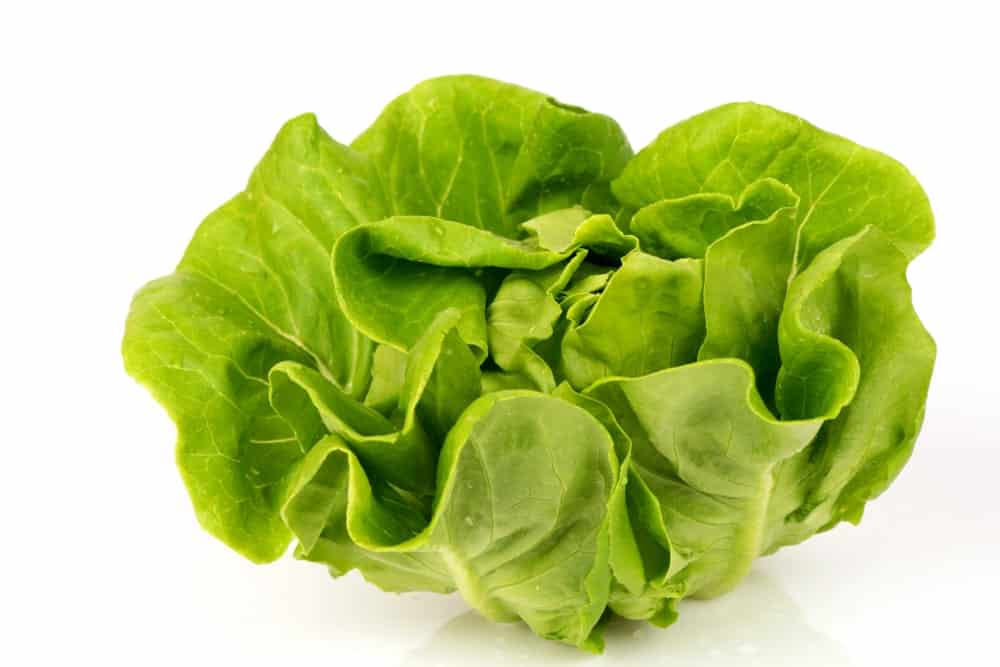 18 Different Types of Lettuce Can You Guess Them All? PopOptiq