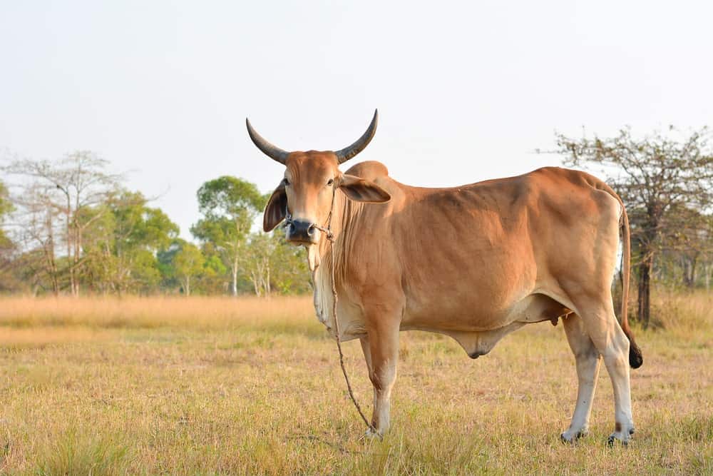 Malvi cow grazing