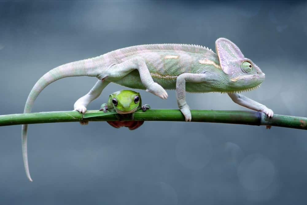 Frog and Chameleon