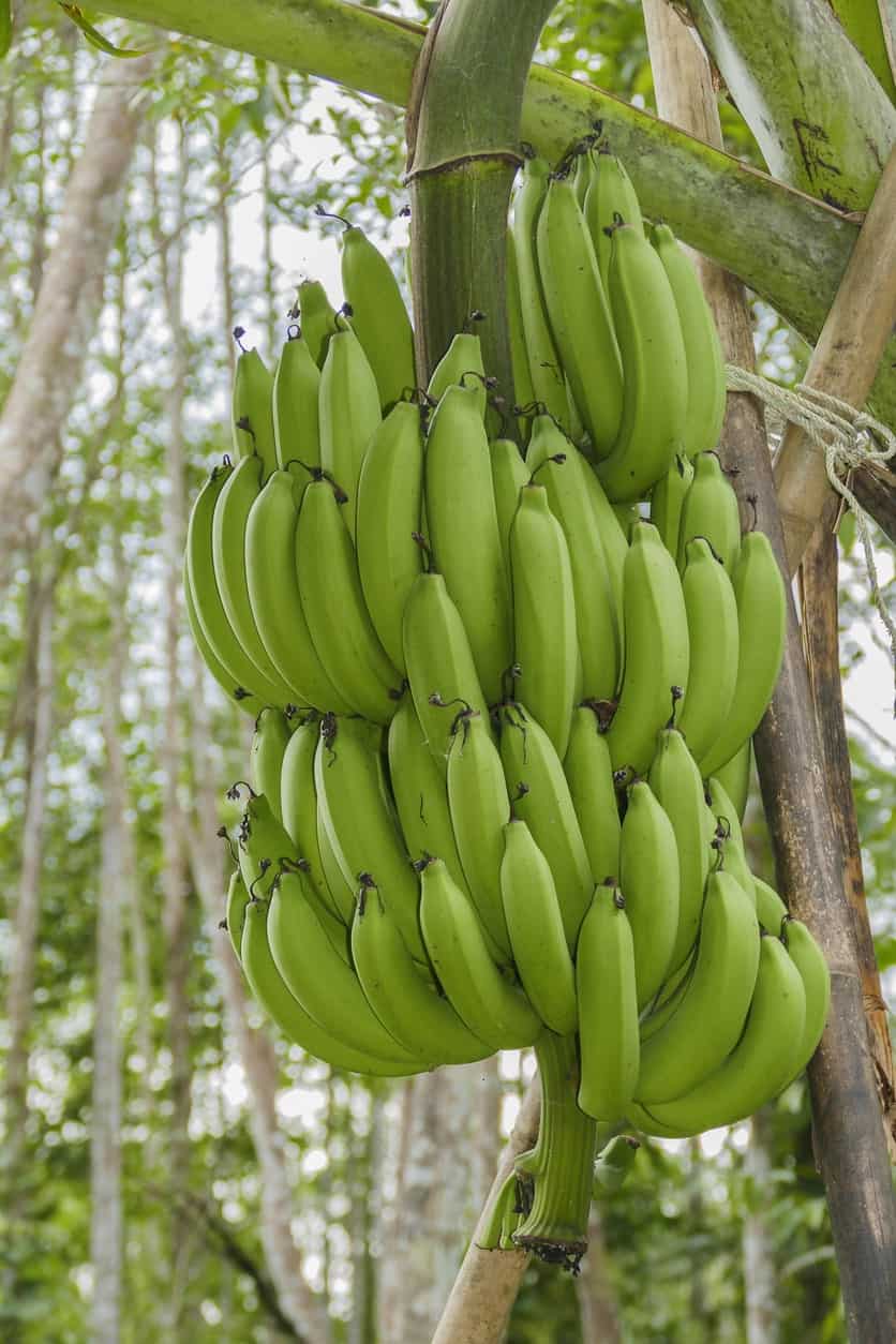 Green Giant Cavendish Banana