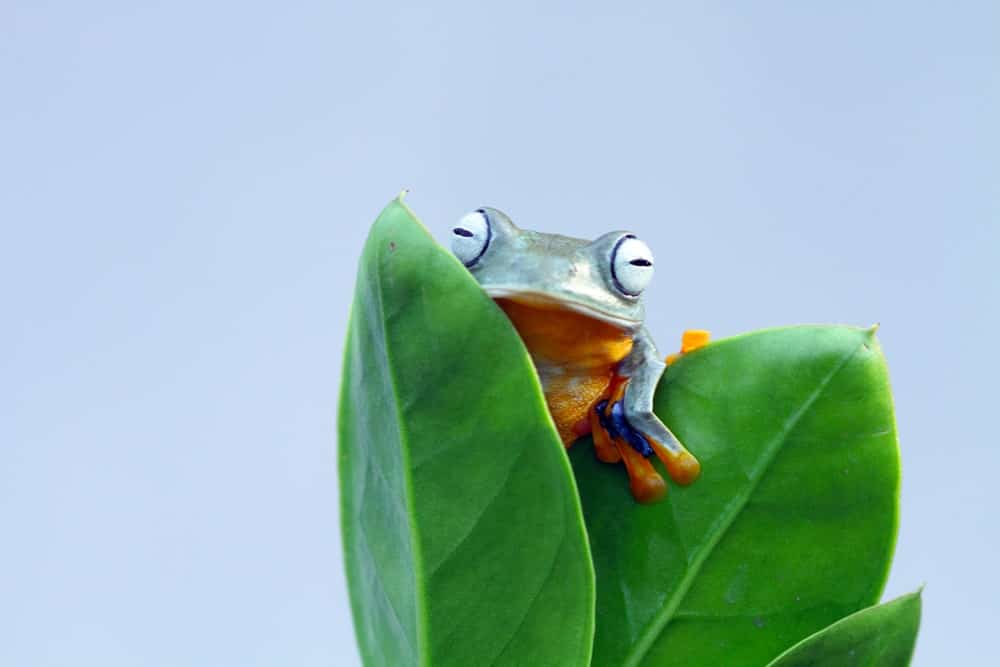 A Frog on Leaves