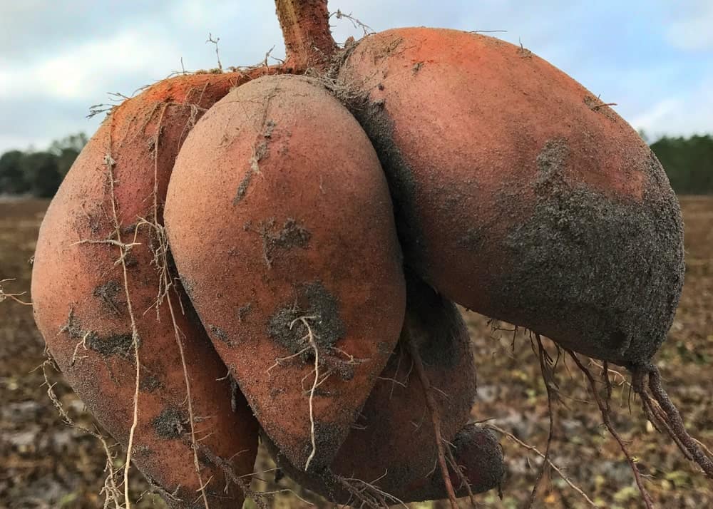 Covington Sweet Potatoes