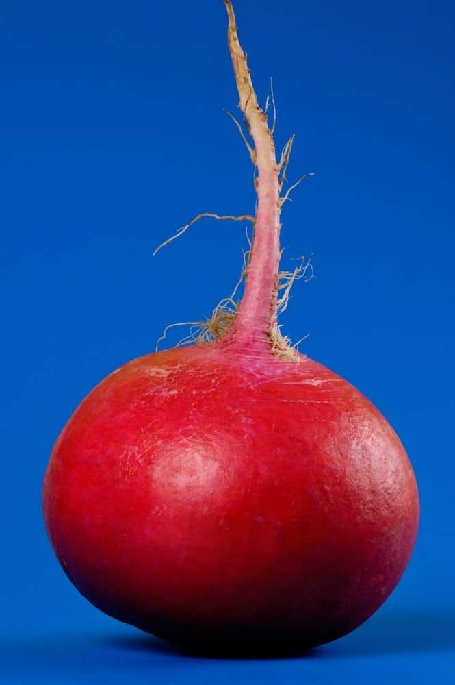 Crimson Giant Radish