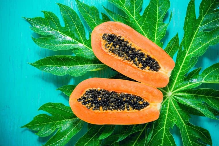 10 Different Types of Papaya (Plus Interesting Facts) PopOptiq
