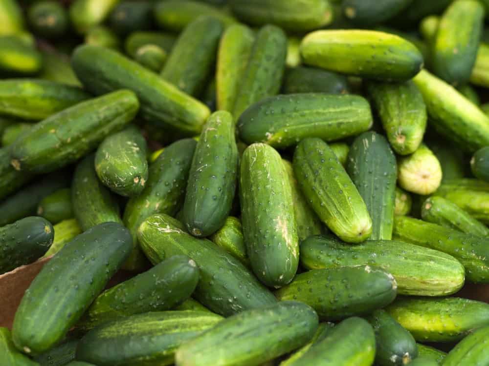 Kirby Cucumbers