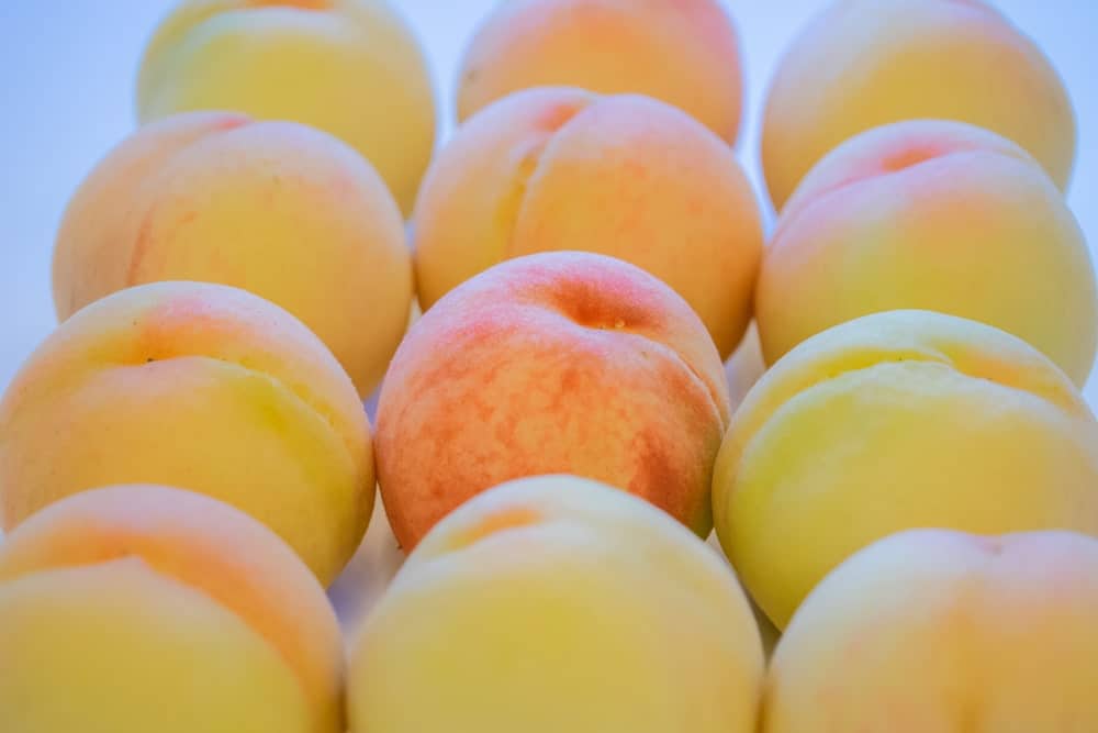Melting Flesh Peaches