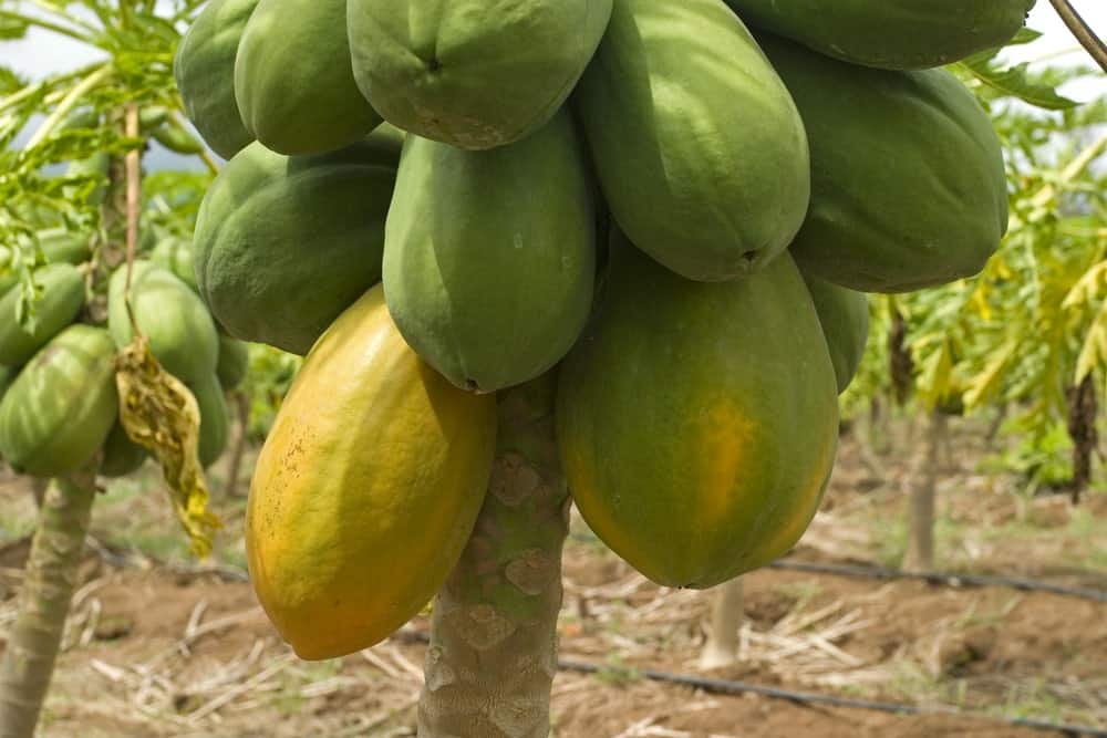 10 Different Types of Papaya (Plus Interesting Facts) PopOptiq