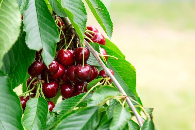 28 Different Types of Cherries