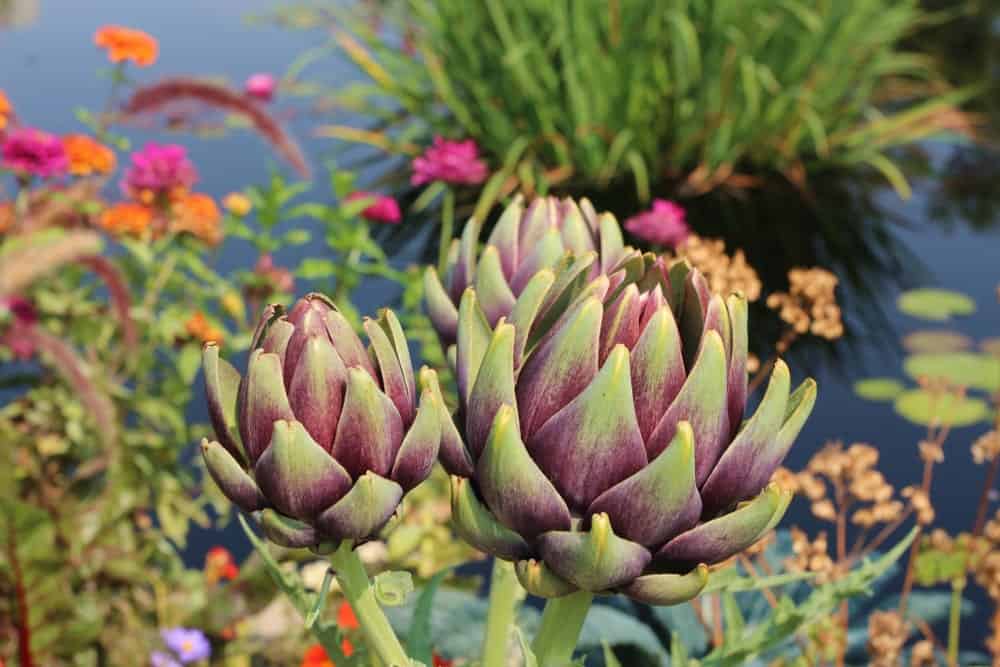 18 Different Types of Artichokes