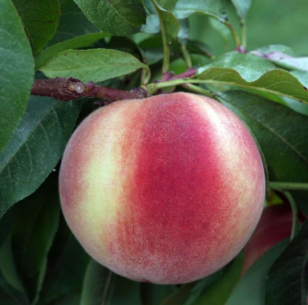 White Flesh Peach