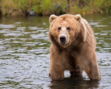 Brown Bear