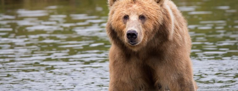 Brown Bear