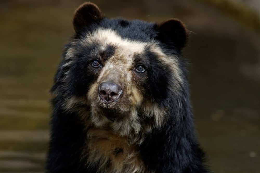 Wild spectacled bear