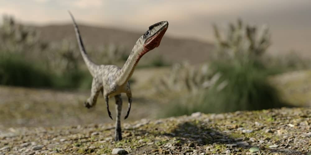 Coelophysis dinosaur