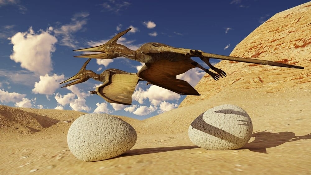 Pterodactyl and eggs
