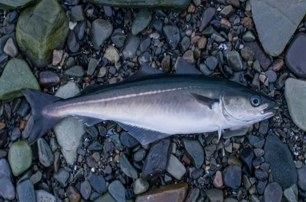 Fresh Pollock fish