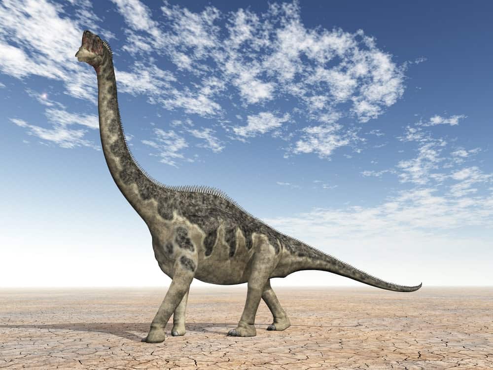 Europasaurus dinosaur