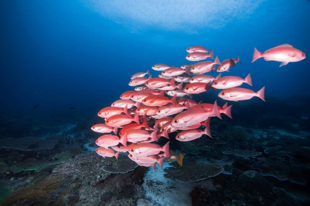 Northern Red Snapper