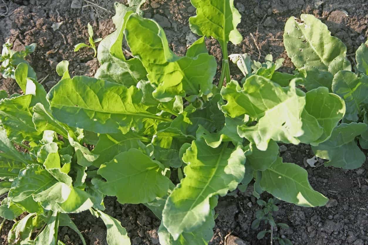 10 Different Types of Spinach