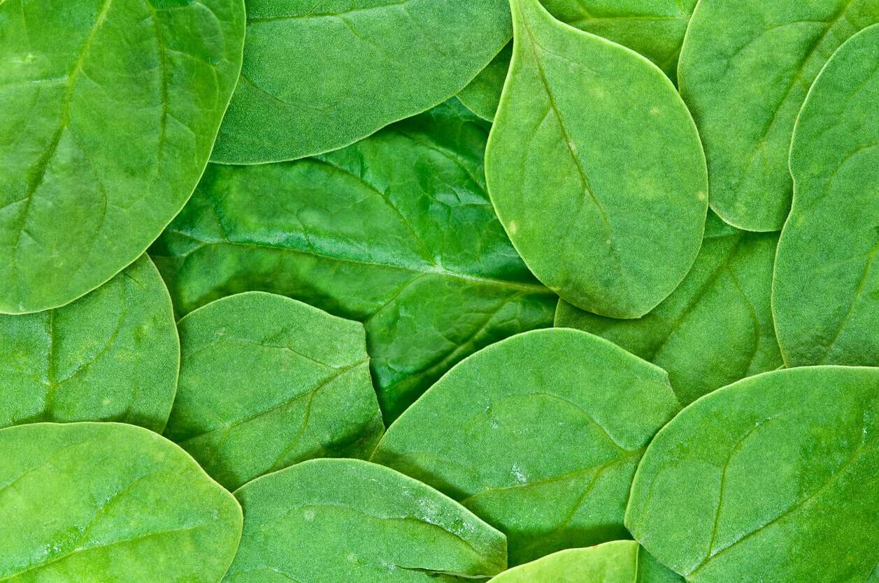 10 Different Types of Spinach