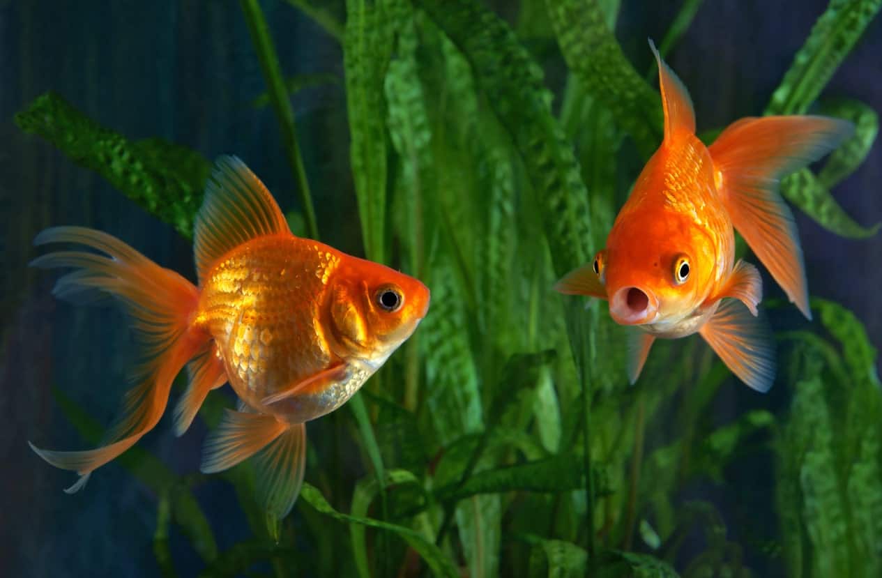 Goldfish in an aquarium