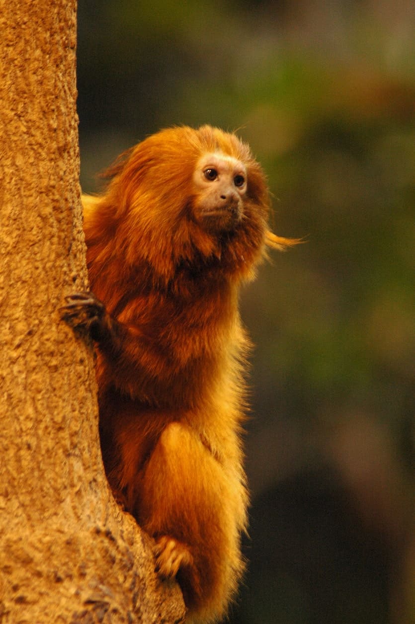 Wild Lion Tamarins